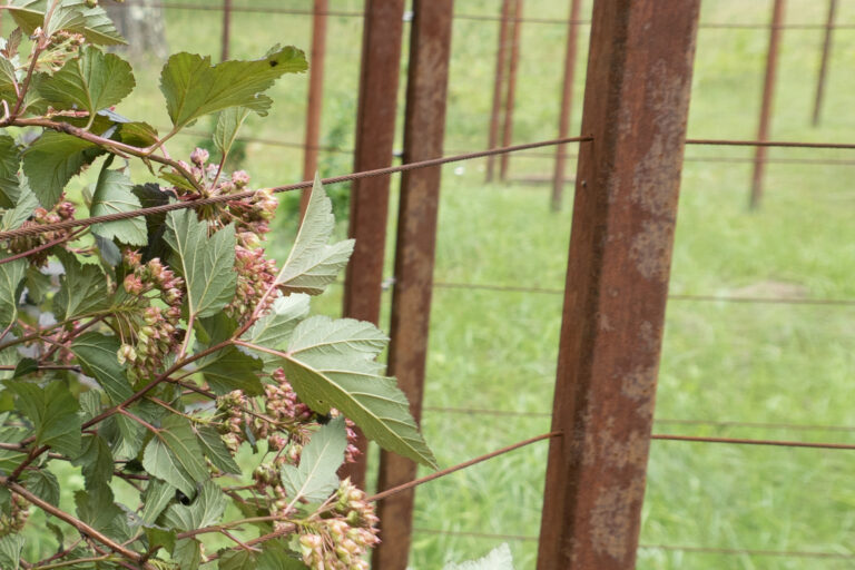 border-upper-field-1-of-6.jpg