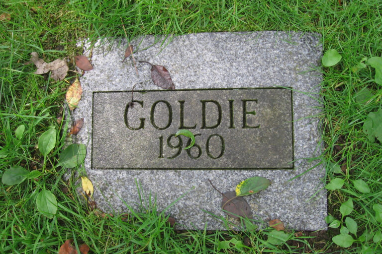 Goldie-1-of-1.jpg