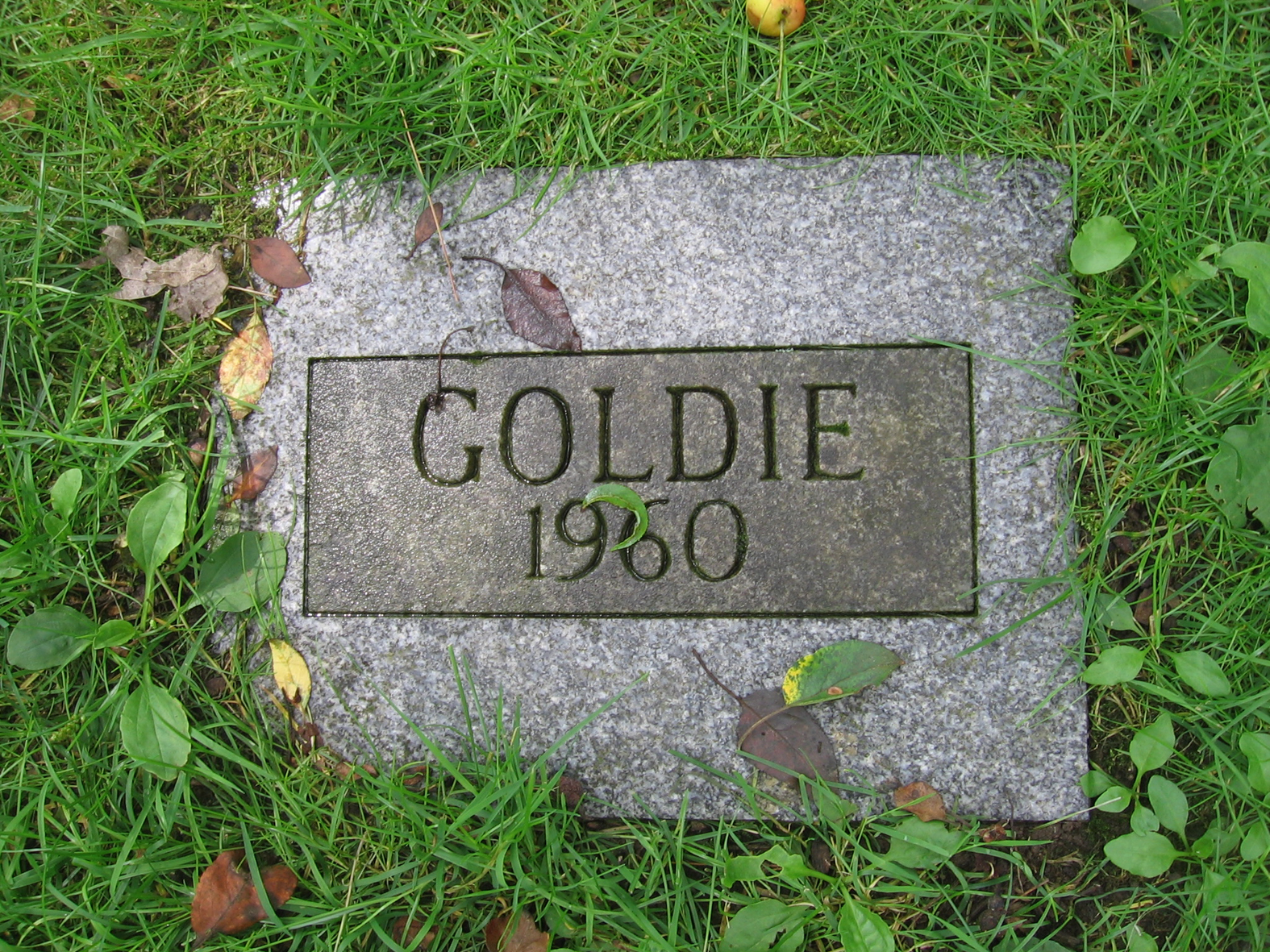 Goldie-1-of-1.jpg