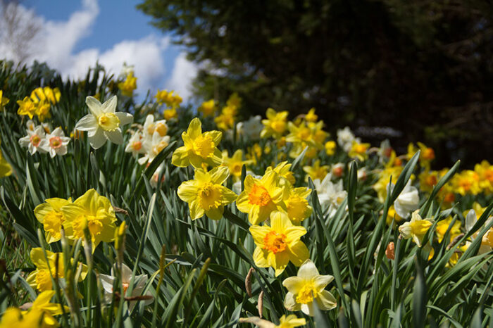 daffodils garden