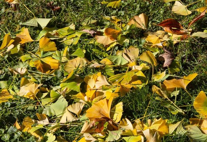 Innisfree ginkgo-2