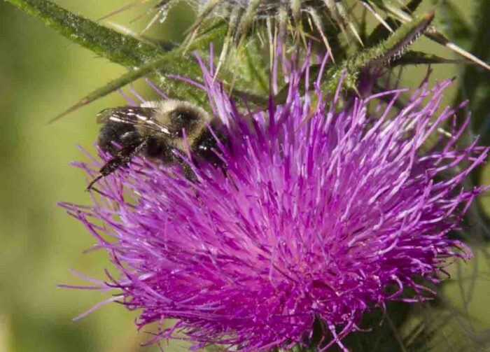 bee