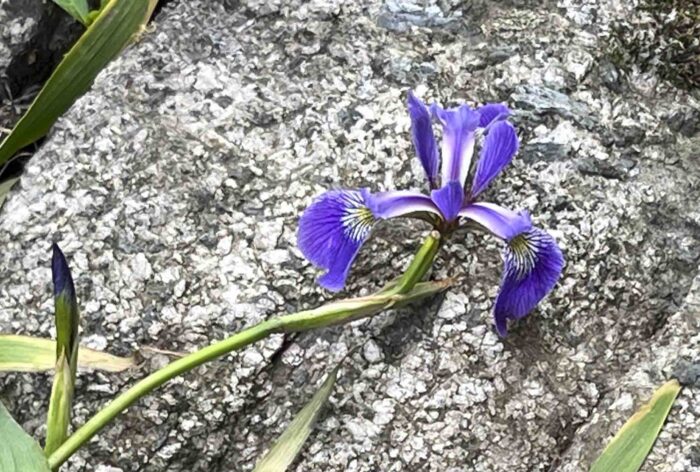 single iris
